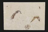 Fossil Mantis Shrimp (Pseudosculda) with Fish - Lebanon #173127-1